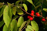 the endangered pondberry plant in Florida