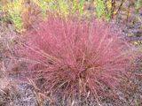florida native purple love grass