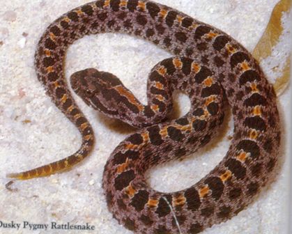 dusky pygmy rattlesnake found throughout Florida