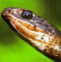 brown chinned racer