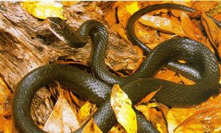 southern black racer