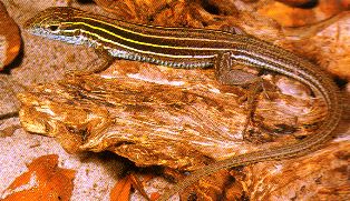 Florida six-lined racerunner glass lizard