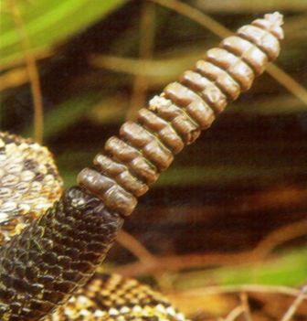 close up view of rattles on a timber rattlesnake