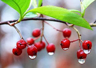 red chokeberry berries, a florida butterfly favorite