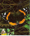 Red Admiral butterfly in Florida