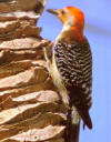 male red bellied woodpecker