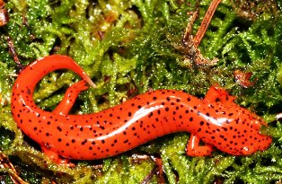 red salamander