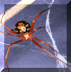 red widow spider found in central Florida