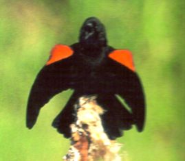red-wing blackbird in Florida