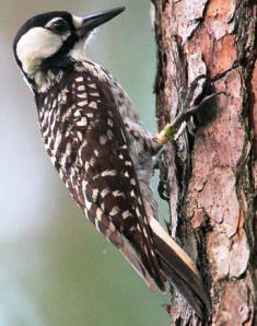 red cockaded woodpecker bird found near pine trees in Florida