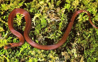 redbellied snake