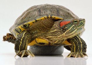 red eared turtle