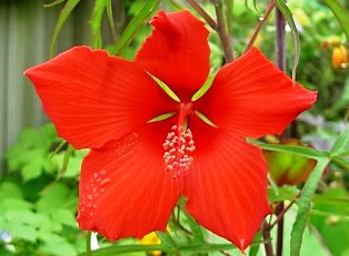 red star hibiscus a hummingbird favorite