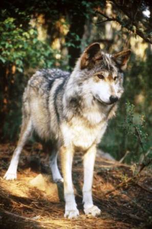 red wolf in Florida