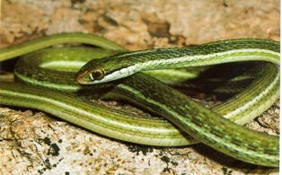 Florida ribbon snake