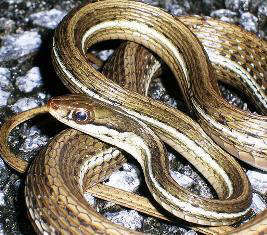 Florida Penisula  Ribbon Snake