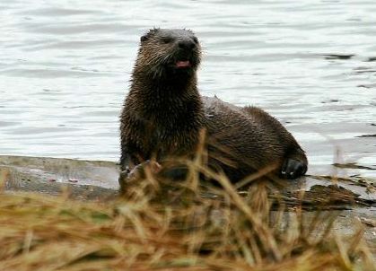northern river otter found in Florida lakes and streams