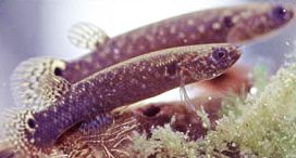 Mangrove Rivulus found in Florida and considered a fish of special concern