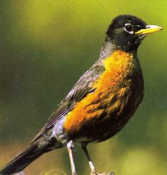 Common America Robin