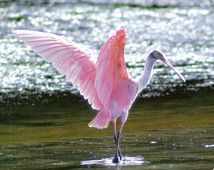 roseate spoonbill on Florida beach