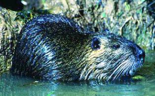 round-tailed Muskrats inhabit freshwater marshes in peninsular Florida and south-central and southeastern Georgia.