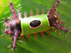 saddleback caterpillar