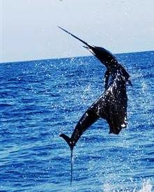 sailfish, a Florida billfish