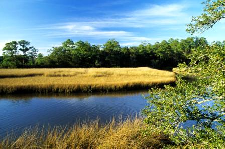 Florida salt marsh area