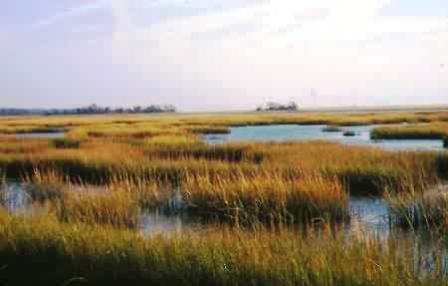 Floridian salt marshes