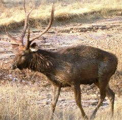 Sambar deer found on St. Vincent Island in Franklin County, Florida. 