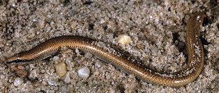 Central Florida sand skink