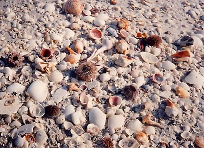 shells found on Sanibel Island in Florida