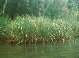 saw-grass found through out the florida everglades