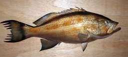 scamp grouper fish off the shore of Florida