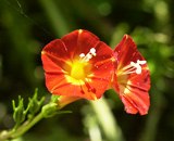 scarlet morning gloriy, a humminbird favorite