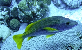 schoolmaster snapper found off the coast of Florida