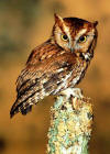 screech owl