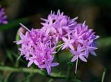 scrub blazing star an endangered flower in Florida