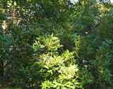 Florida scrub hickory