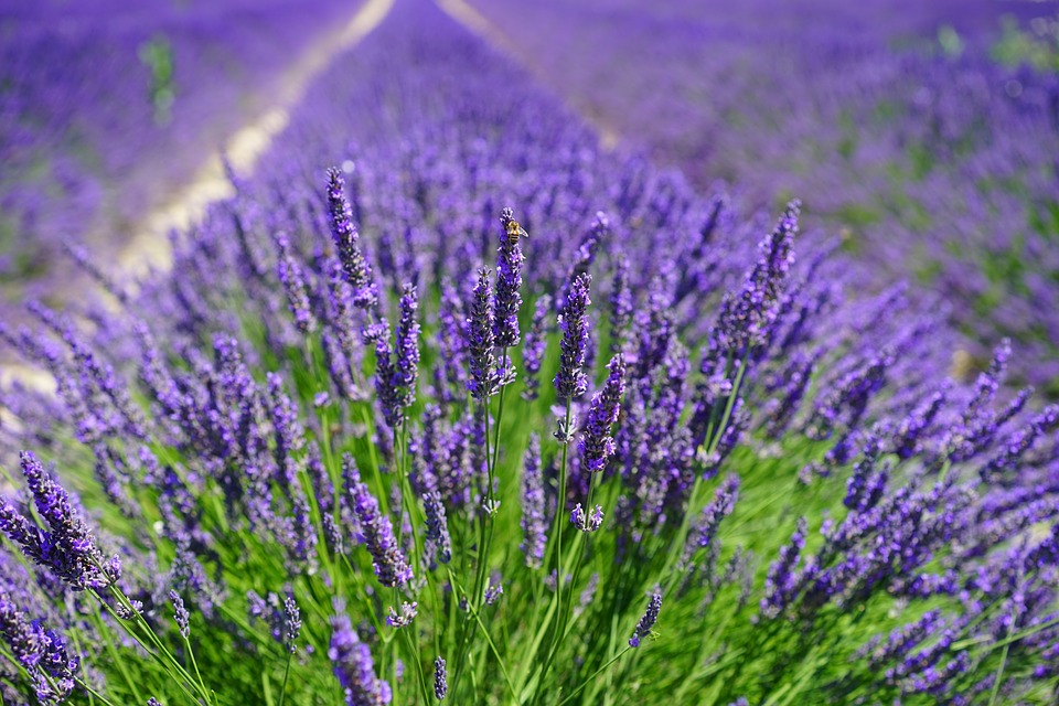 https://www.maxpixel.net/Flowers-Purple-Flora-Floral-Lavender-Field-1595587