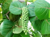 florida coastal sea grapes