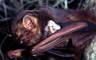 Seminole bat found through out the state of Florida