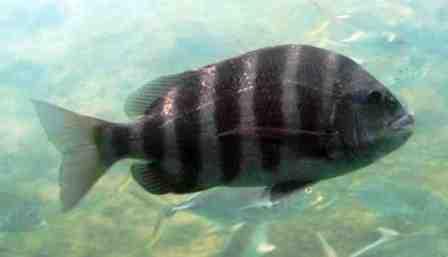 sheepshead fish a member of the porgy family