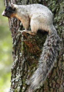 Sherman fox squirrel found in Florida