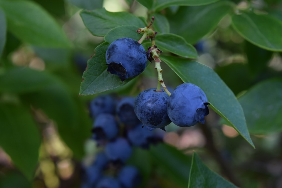 https://www.maxpixel.net/Blueberries-Fruit-Fresh-Blueberry-Nature-Healthy-2053127