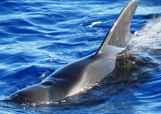 short-finned pilot whales are common in the Gulf of Mexico and numerous stranding and sighting records are available from Florida. 