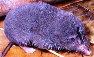 Sherman's short-tailed shrew, found in Florida