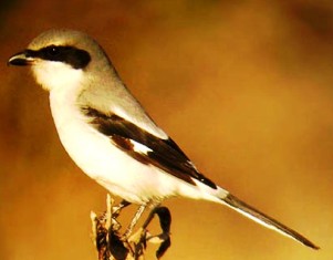 loggerhead shrike in Florida