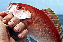 silk snapper found off the coast of Florida