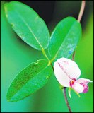 Small's milkpea, an endangered florida plant